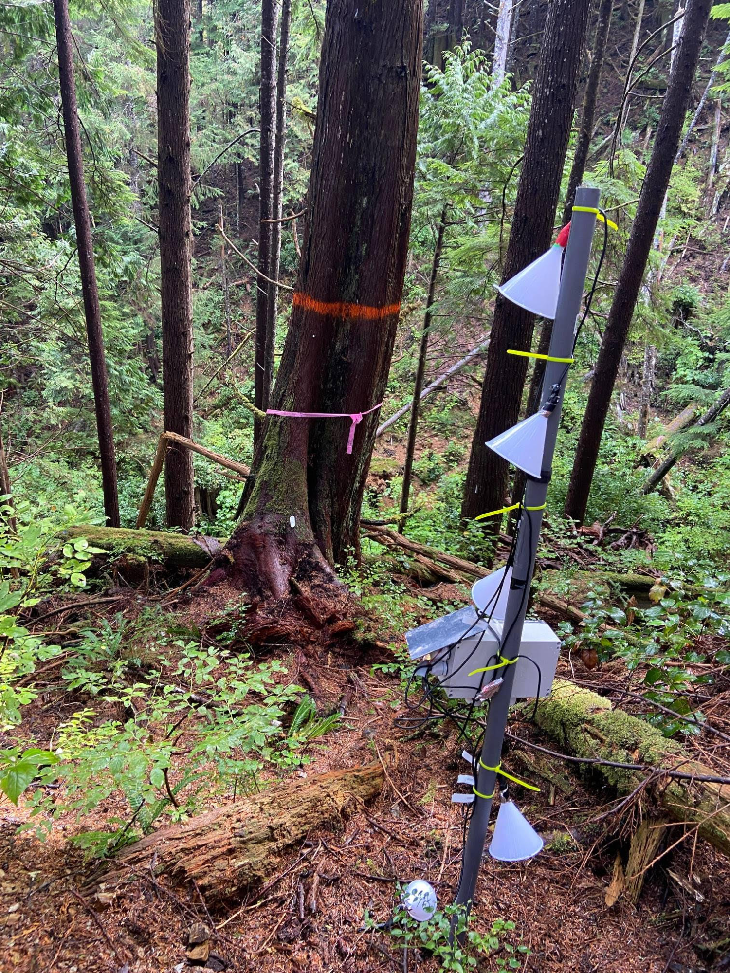 Microclimate station (manufactured by Dotmote Labs) in forest understory. © Michael
Case, TNC